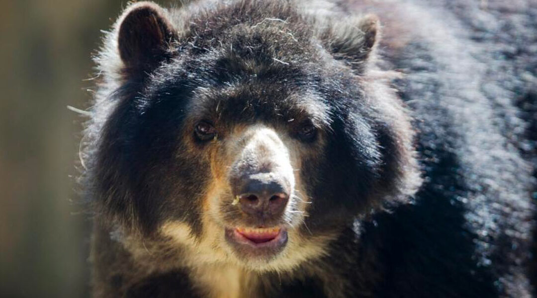 Los animales al derecho, hay que proteger sus intereses