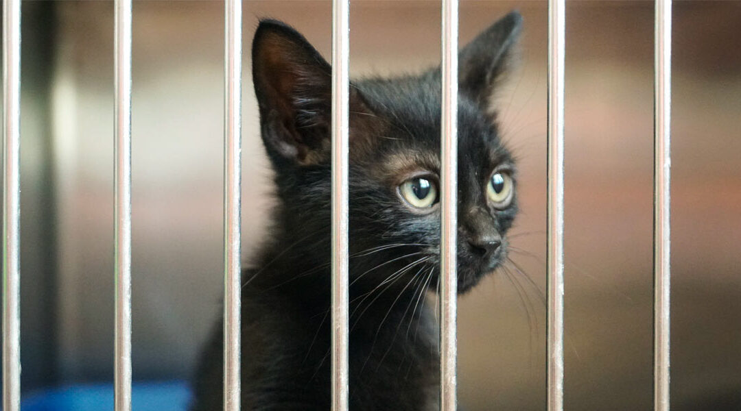 Vuelco al Instituto de Protección Animal